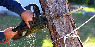 Best Tree Cabling and Bracing  in Bayou Cane, LA