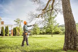 Best Root Management and Removal  in Bayou Cane, LA