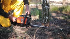 Best Tree Risk Assessment  in Bayou Cane, LA