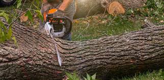 Best Tree and Shrub Care  in Bayou Cane, LA