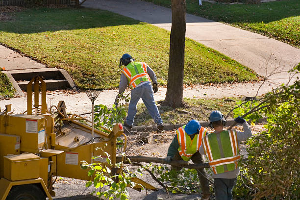 Best Seasonal Cleanup (Spring/Fall)  in Bayou Cane, LA