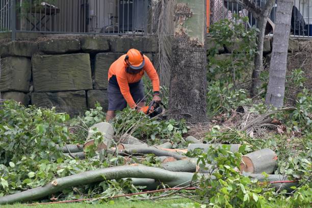 Best Storm Damage Tree Cleanup  in Bayou Cane, LA